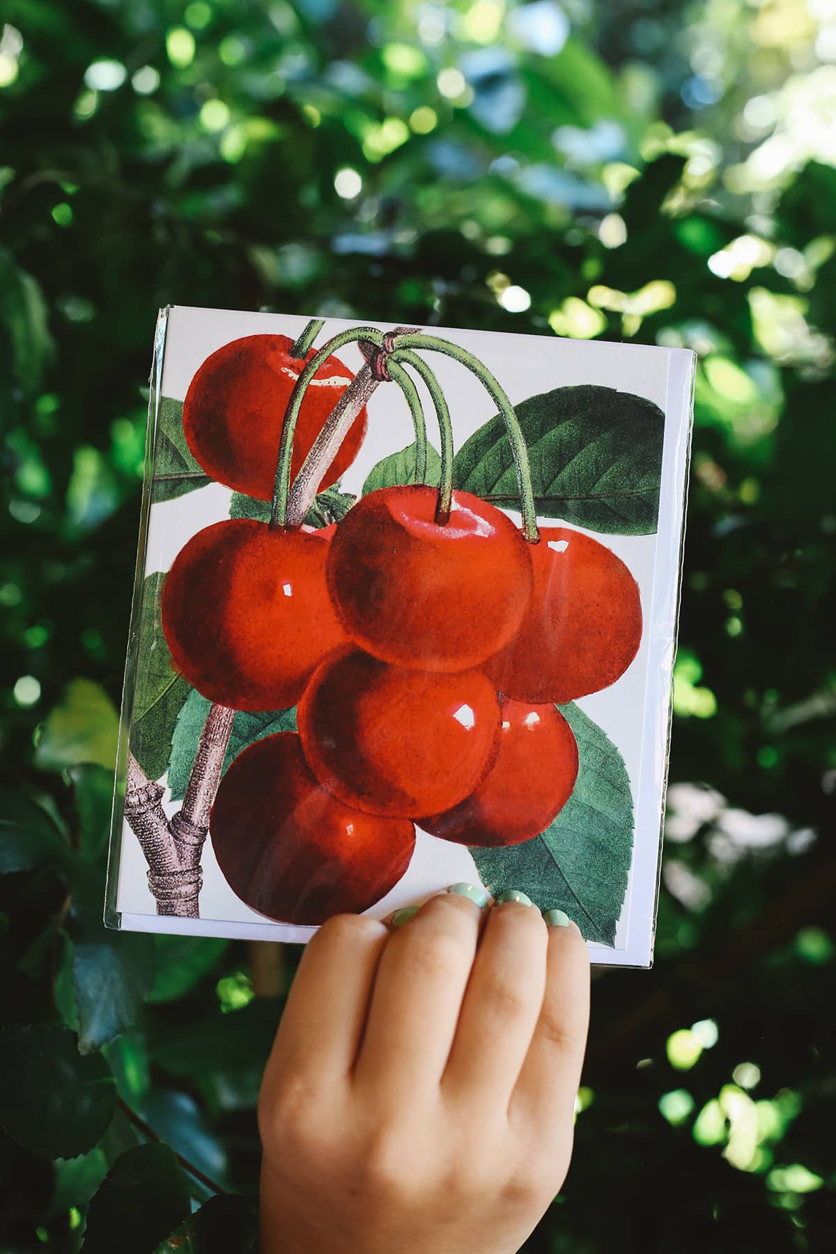Archivist x Natural History Museum Greeting Card featuring realistic artwork of cherries