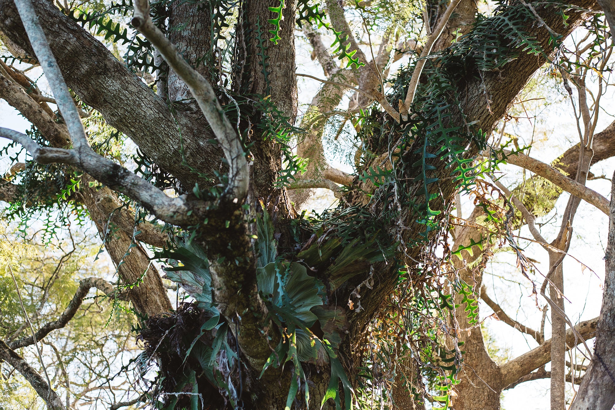 Gum tree and branches covered in vines