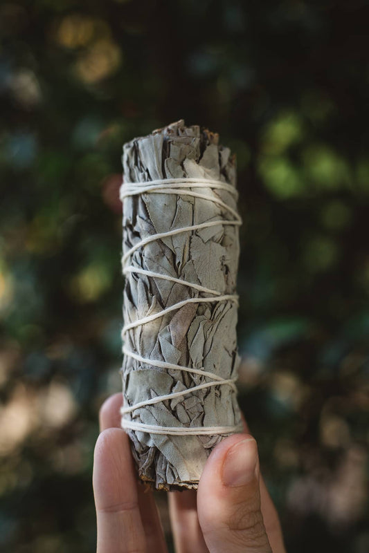 Hand holding Àine & Co. White Sage Clearing Stick